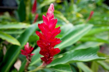 Kızıl kızıl çiçekler, tropik bir bahçede yeşil yapraklı Alpinya purpuratası..