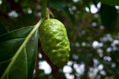 Mengkudu, yeşil çiğ Noni meyvesi (Morinda citrifolia), ayrıca açlık meyvesi olarak da bilinir..