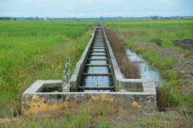 A concrete irrigation channel runs through a lush green rice paddy, carrying water to the crops. clipart