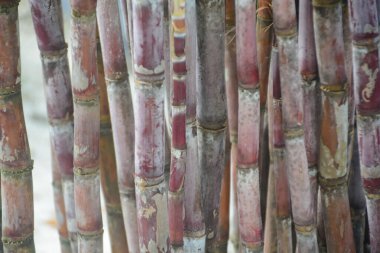 Şekerkamışı 'nın eşsiz güzelliğini ve tarımsal önemini yansıtıyor. Tatlı suyu için yetiştirilmiş bir ürün..