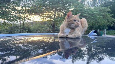 Kırmızı kedi arabanın çatısında oturuyor ve gün batımını seyrediyor.