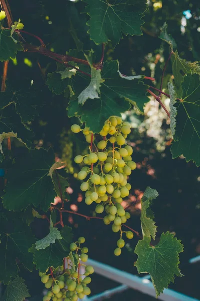 stock image Dark toning green grapes growing on a branch.