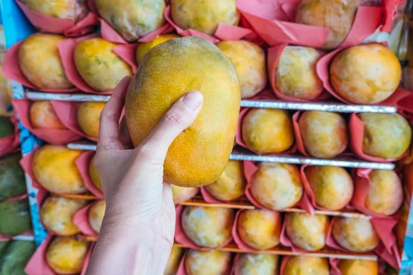 Kvinnlig Hand Håller Mogen Stor Mango Bredvid Frukthyllor Snabbköpet Närbild — Stockfoto