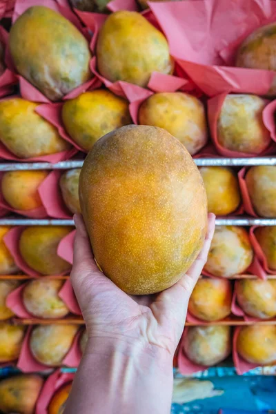 Female hand holding ripe big mango next to fruit shelves in supermarket, close-up