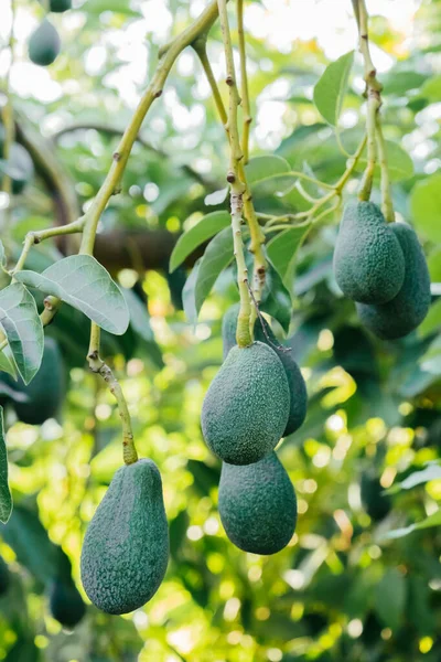 Abacate Árvore Abacate Cultivo Legumes Conceito Jardinagem — Fotografia de Stock