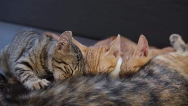 Gattini Carini Succhiano Latte Una Gatta Madre Madre Gatto Lecca — Video Stock