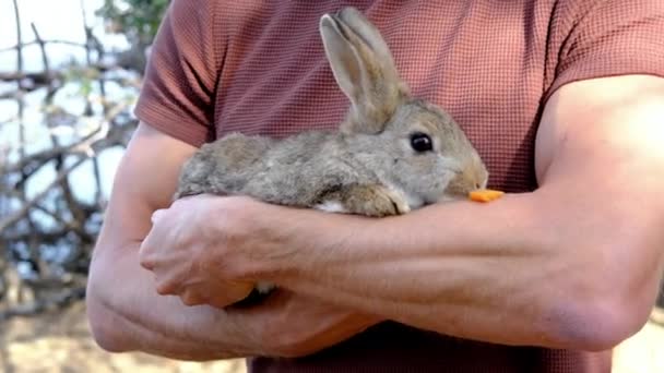 彼の腕の中で面白いかわいいウサギを保持し 彼のニンジンを供給ハンサムな男 高品質4K映像 — ストック動画