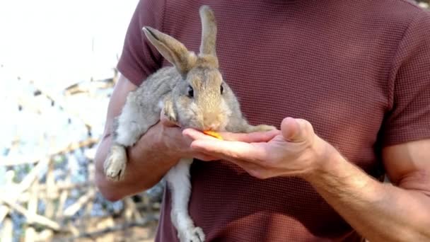 Красивый Мужчина Держит Руках Забавного Кролика Кормит Морковкой Высококачественные Кадры — стоковое видео