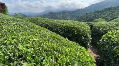 Tepeler çay çalılarıyla kaplı. Çay tarlaları. - Evet. Yüksek kalite 4k görüntü