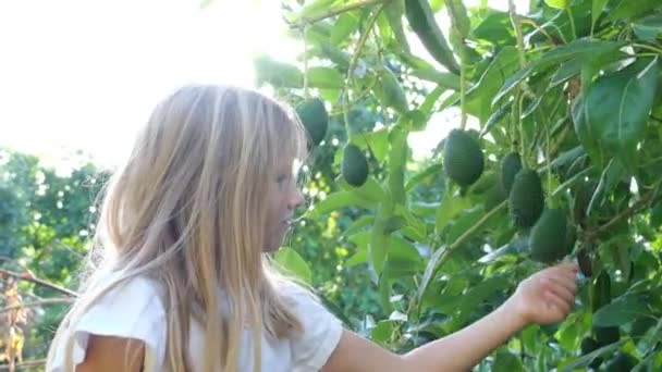 Fetiță Drăguță Recoltează Avocado Distrează Livadă Imagini Fullhd Înaltă Calitate — Videoclip de stoc