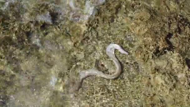 小鳗鱼在岸上的珊瑚礁中游泳 顶部视图 高质量的4K镜头 — 图库视频影像