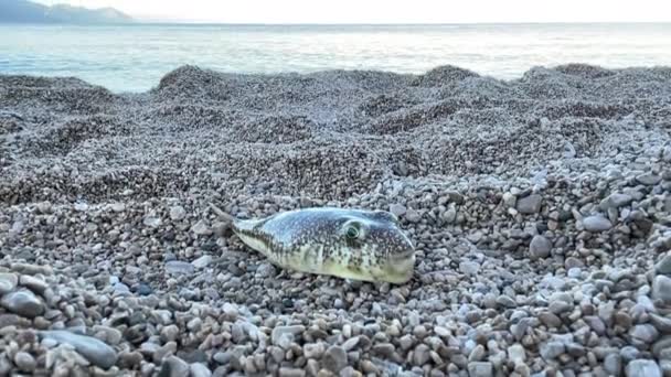Puffer Fish Thrown Beach Sand Sea Dweller Out Water — 图库视频影像