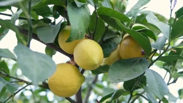 Bottom View Bunch Fresh Ripe Lemons Lemon Tree Branch Orchard — Stockvideo