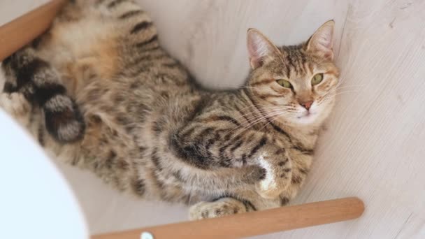 Domestic Cat Estrus Lies Floor Its Back Meows Footage — Stockvideo