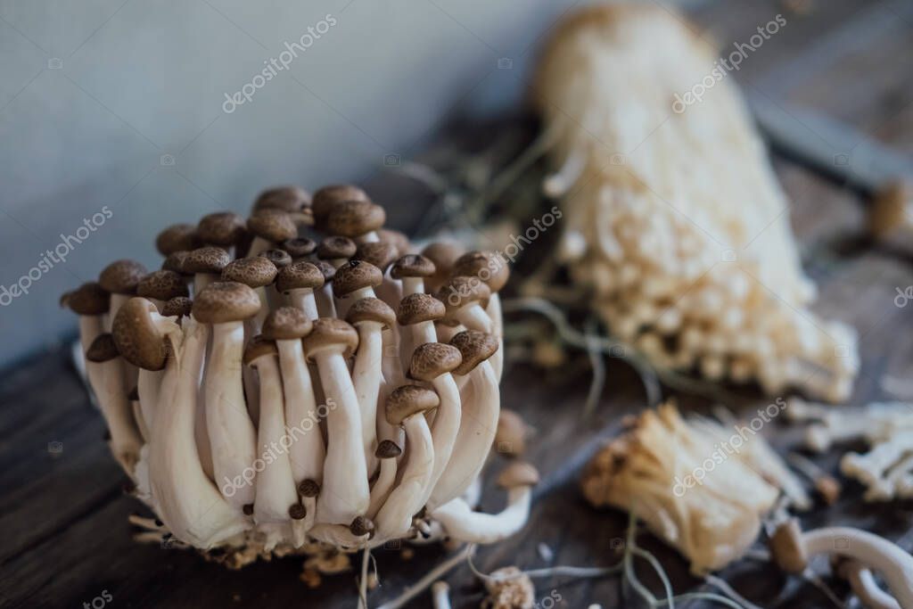 Varios hongos asiáticos comestibles. Enoki, shimeji, shiitake, árbol de té, champiñones reales