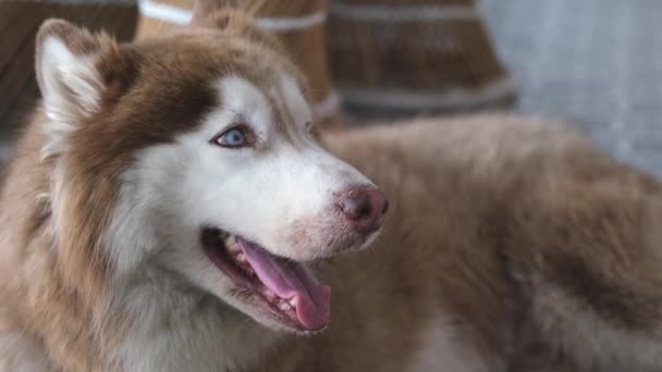 Stambrun Malamute Hund Ligger Ett Kakelgolv Ett Varmt Klimat Hund — Stockvideo