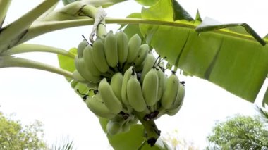 Bottom view of bunch of green unripe bananas on bananas palm tree on plantation. 4k footage