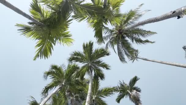 Bottom View Tropical Coconut Trees Clear Blue Sky — Stockvideo