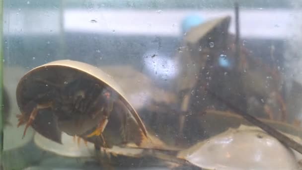 Alive Horseshoe Crab Tank Seafood Market Close Alive Seafood Special — Stock video