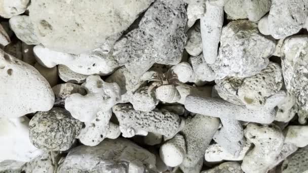 Hermit Crab Its Shell Crawls Corals Sea Stones Shore Footage — 图库视频影像