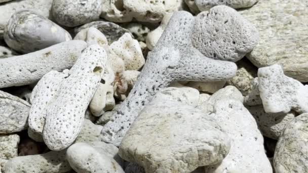 Cangrejo Ermitaño Concha Arrastra Sobre Corales Piedras Marinas Orilla Imágenes — Vídeos de Stock