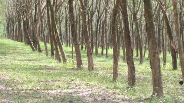 Natural Tunnel Rubber Plantation Row Rubber Tree Latex Rubber Cup — Vídeo de stock