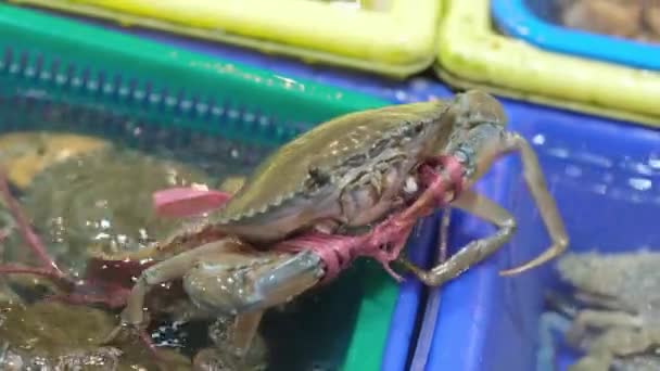 鲜活的螃蟹在海鲜市场的水槽里 在一间食肆出售的特别水缸内活口的海鲜特写 4K镜头 — 图库视频影像