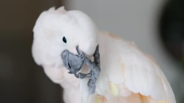 Büyük Beyaz Papağan Tüyleri Temizliyor Pençeleriyle Tırmalıyor Görüntü — Stok video