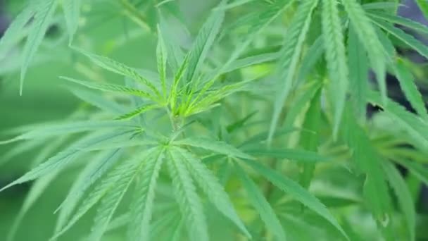 Cultivo Legal Plantas Cannabis Hojas Marihuana Indica Medicinal Con Cbd — Vídeo de stock