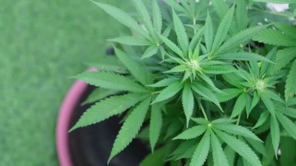 Legalna Uprawa Liści Marihuany Indica Medyczna Cbd Materiał — Wideo stockowe