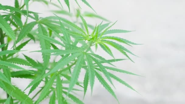 Legale Teelt Van Cannabisplanten Marihuana Bladeren Medicinale Indica Met Cbd — Stockvideo