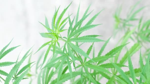 Legaler Anbau Von Cannabispflanzen Marihuana Blätter Medizinische Indika Mit Cbd — Stockvideo