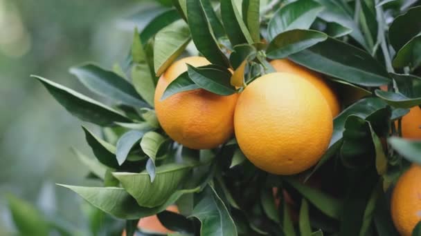 Veel Rijp Sinaasappelfruit Een Citrusboomtak Boomgaard Oogst Tuinen Natuur Achtergrond — Stockvideo