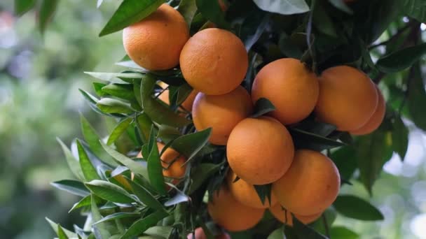 Πολλά Ώριμα Φρούτα Πορτοκαλιού Ένα Κλαδί Εσπεριδοειδών Στον Οπωρώνα Συγκομιδή — Αρχείο Βίντεο