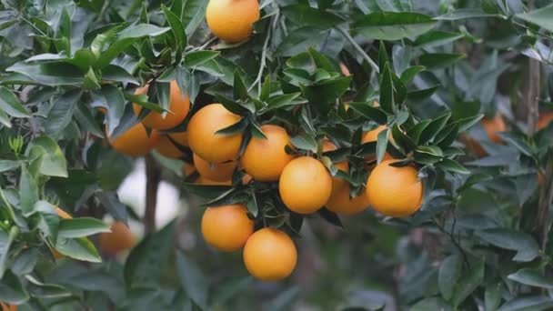Veel Rijp Sinaasappelfruit Een Citrusboomtak Boomgaard Oogst Tuinen Natuur Achtergrond — Stockvideo