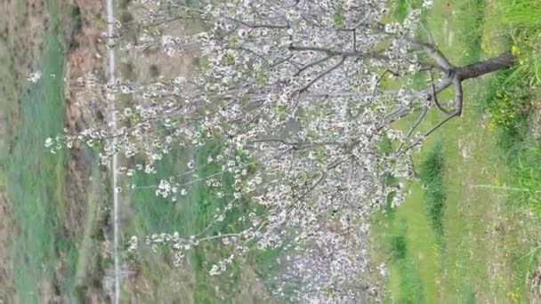 Kvetoucí Strom Jarní Zahradě Zblízka Bílé Květy Sadových Stromech — Stock video