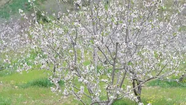 Virágzó Tavaszi Kertben Fehér Virágok Közelsége Gyümölcsösfákon — Stock videók