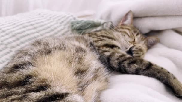 Pregnant Domestic Cat Lies Sofa Kittens Push Move Womb Pregnant — Stock Video