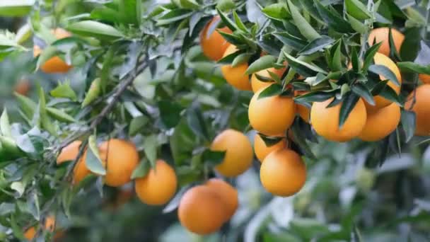 Sok Citrusfélék Narancs Gyümölcs Egy Fán Kertészeti Szüreti Koncert — Stock videók