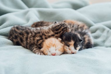 Yeni doğmuş kedi yavruları. Yeni doğmuş kör kediler birlikte rahat uyurlar..