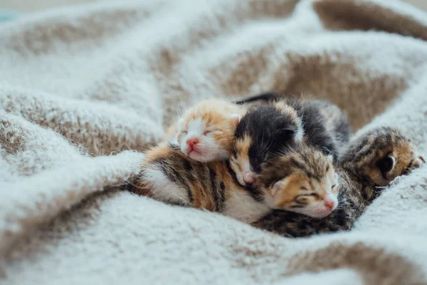 Diferentes Gatinhos Recém Nascidos Cegos Dormem Juntos Animais Domésticos Linda — Fotografia de Stock