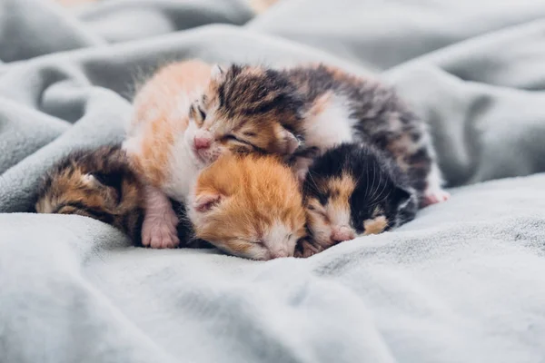 Neugeborene Jungtiere Neugeborene Blinde Kätzchen Schlafen Bequem Alle Zusammen — Stockfoto