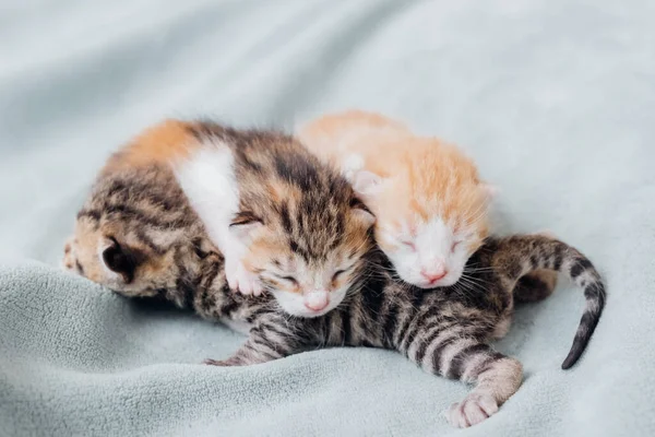 Neugeborene Jungtiere Neugeborene Blinde Kätzchen Schlafen Bequem Alle Zusammen — Stockfoto