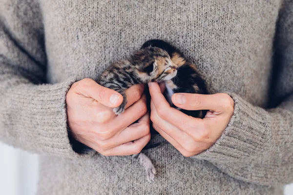 Female Hands Carefully Hold Newborn Blind Sleeping Kittens Funny Domestic — Stock Photo, Image