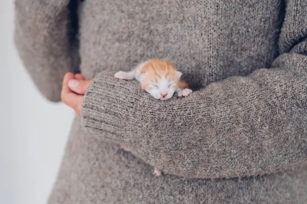 Woman Hands Carefully Hold Newborn Tiny Red Blind Sleeping Kitten — Stock Photo, Image