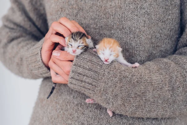 Weibliche Hände Halten Vorsichtig Zwei Neugeborene Blinde Schlafende Kätzchen Lustige — Stockfoto