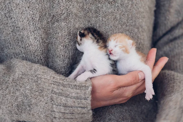 Dişi Eller Dikkatli Bir Şekilde Yeni Doğmuş Uyuyan Yavru Kedileri — Stok fotoğraf