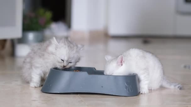 Dois Gatinhos Adoráveis Comendo Mesma Tigela Engraçado Bonito Gatinhos Apetizingly — Vídeo de Stock