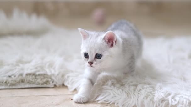Gatinho Branco Doméstico Olhos Azuis Puro Esgueira Tapete Cor Clara — Vídeo de Stock