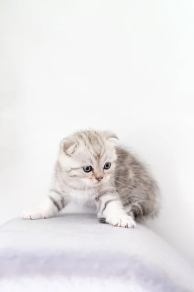 Nettes Leichtes Kätzchen Auf Hellem Hintergrund Kopierraum — Stockfoto